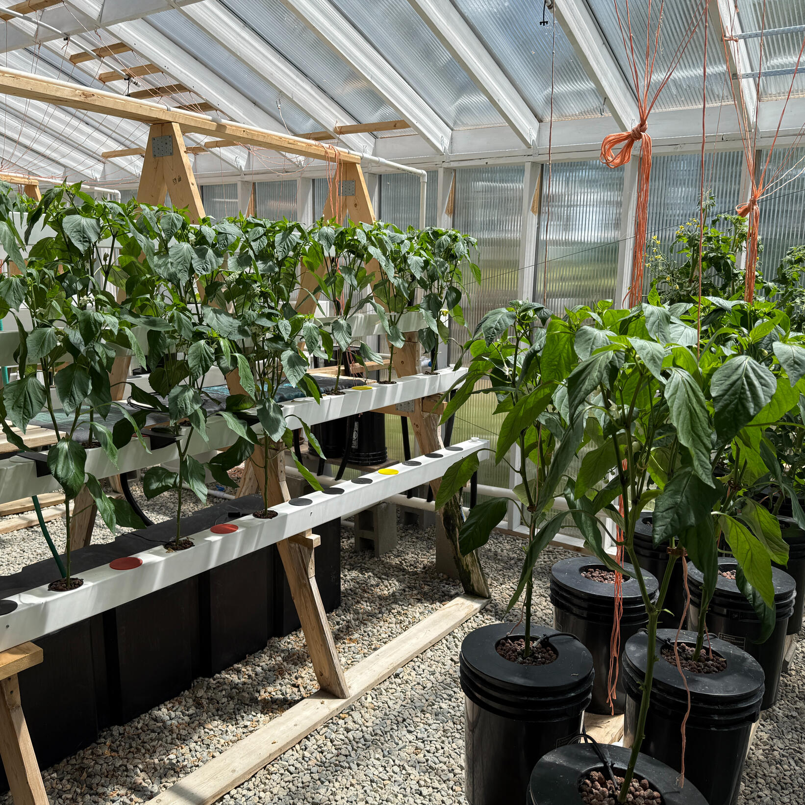 Typical home hydro set up using NFT troughs and Dutch Buckets