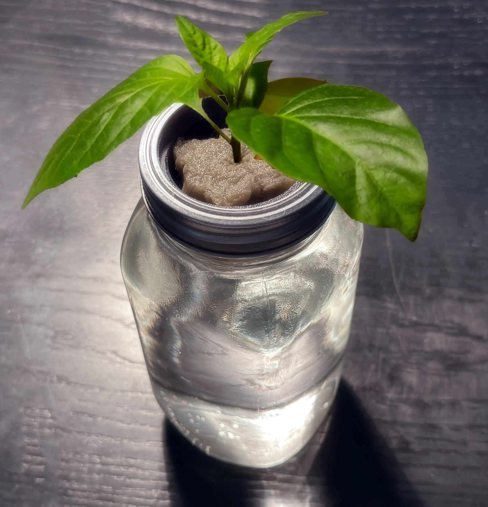 Typical seedling sprouting from glass container fitted with funnel-shaped GroCup