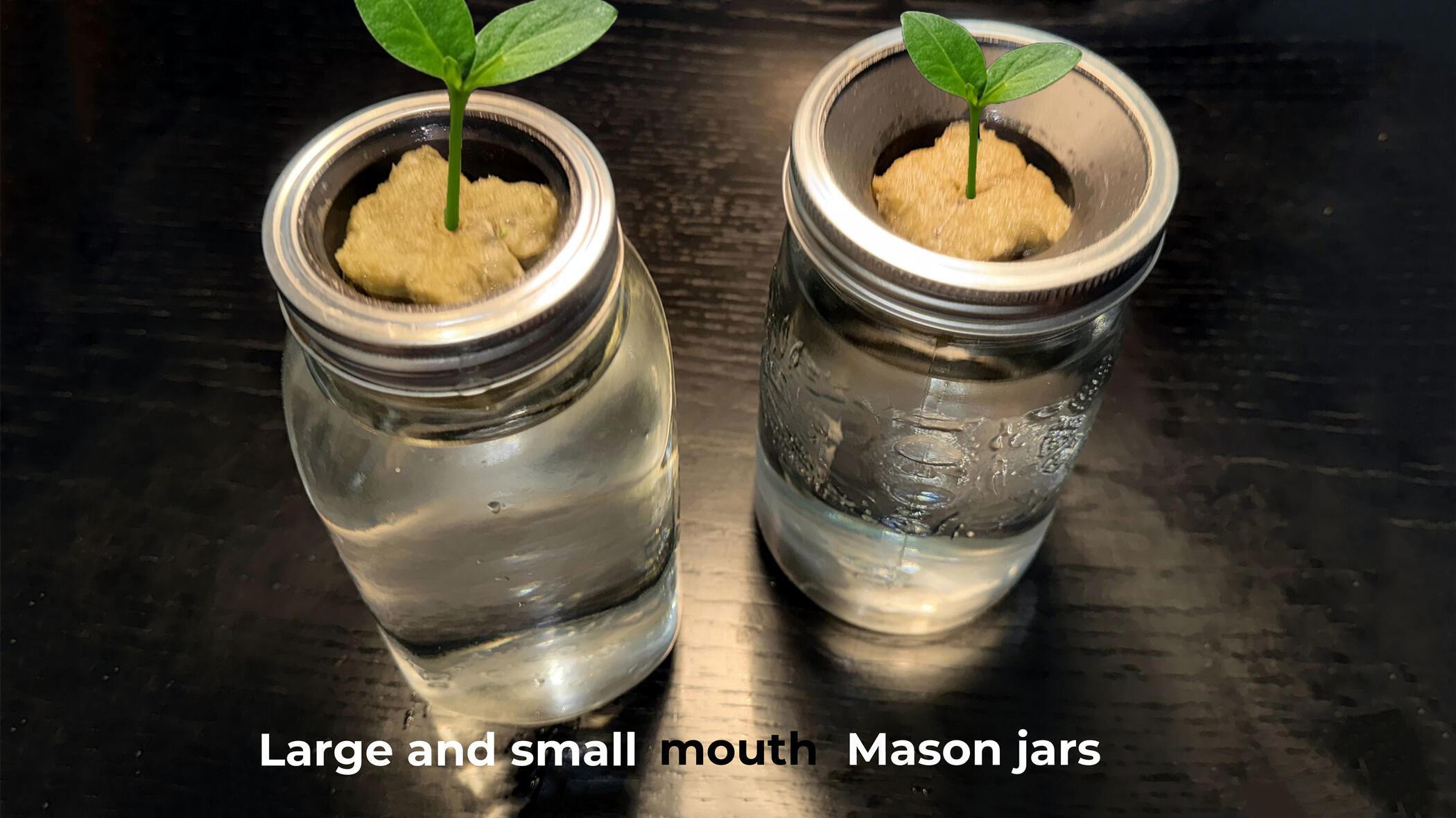 Seedlings growing from small and large mouth glass containers fitted with funnel-shaped GroCups
