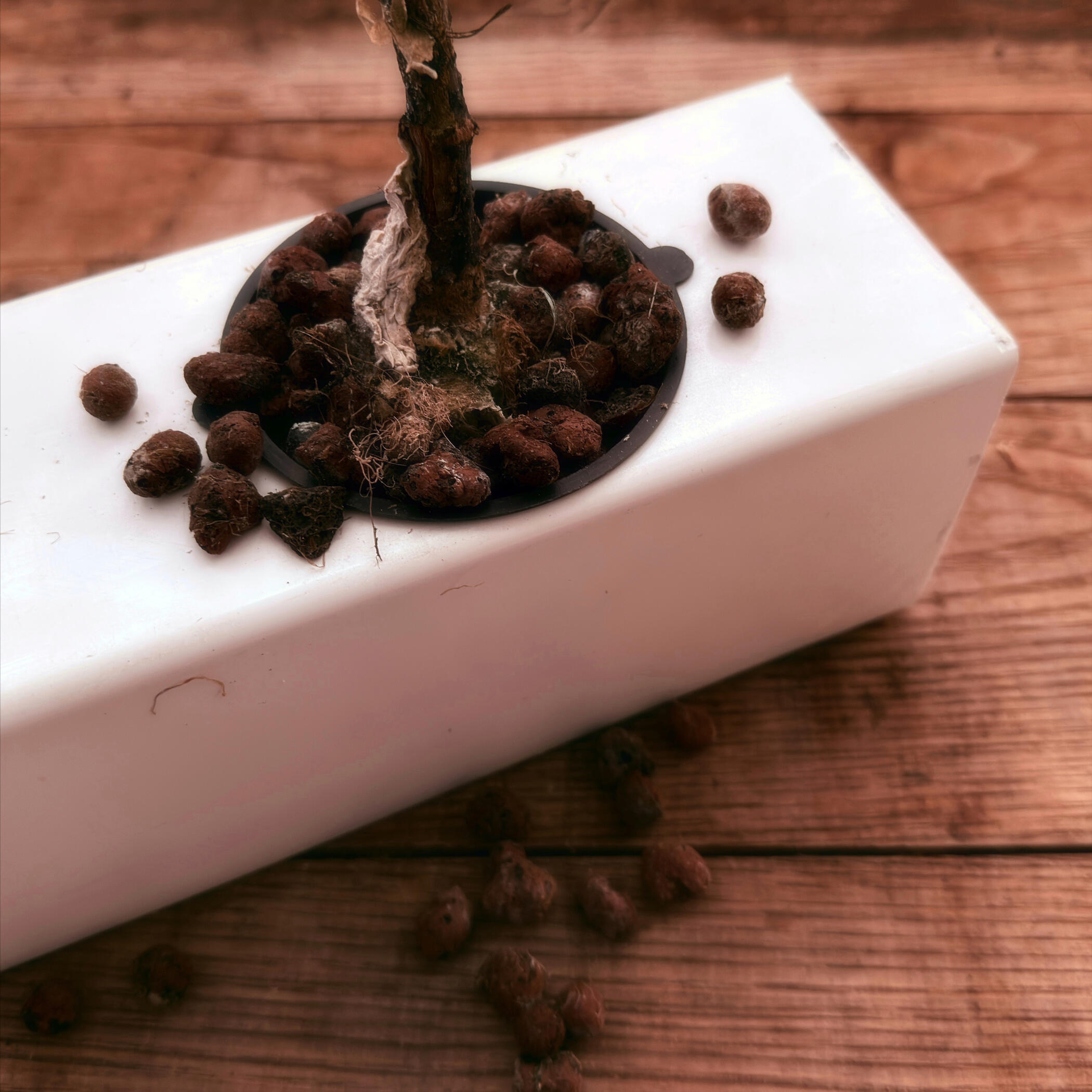 Traditional net pot with loose clay pebbles causing disease, messy cleanup, tough sterilization and unstable grow media