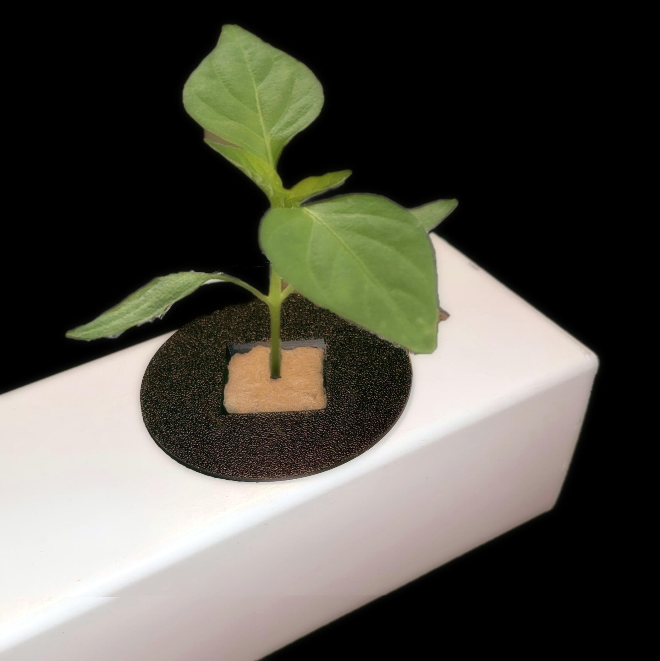 GroCup hydroponic grow cup securely holding rockwool media and plant